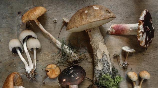 Almost all varieties of mushrooms contain a component called ergothioneine (ET)(Unsplash)