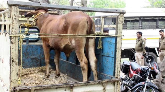 Olidih police produced a rescued cow in a Jamshedpur court from where it was sent to local Gaushala as per Court's order in police protection in Jamshedpur, India, on Friday(Manoj Kumar/ HT)