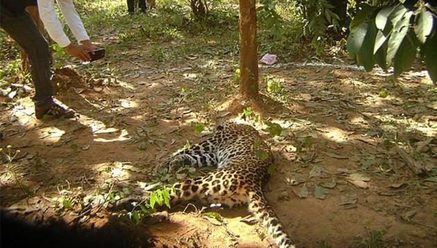 A four-year-old female leopard was found dead in the Yeoor range of Sanjay Gandhi National Park (SGNP) on Saturday morning. (Representative Image)(HT Photo)