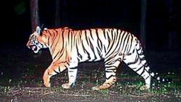 An injured adult tigress, aged between seven and eight, died on Sunday at the Tipeshwar Wildlife Sanctuary in Yavatmal district after forest officials tranquillised it in an attempt to rescue her. An injured adult tigress, aged between seven and eight, died on Sunday at the Tipeshwar Wildlife Sanctuary in Yavatmal district after forest officials tranquillised it in an attempt to rescue her.