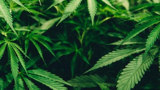 Across 11 European cities or regions, and a 12th in Brazil, one in five new cases of psychosis were associated to daily cannabis use, and one in ten to high potency pot, the study found. (Unsplash) Across 11 European cities or regions, and a 12th in Brazil, one in five new cases of psychosis were associated to daily cannabis use, and one in ten to high potency pot, the study found. (Unsplash)