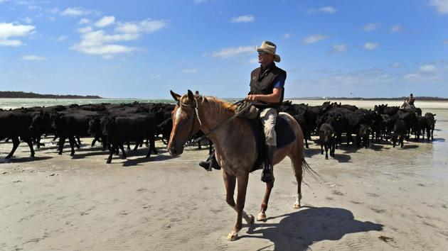 Cattle muster along a beach as they head to fresh grazing pastures in Cape Grim. While the world’s most polluted cities struggle to attract talent or manage chronic illnesses, residents around Cape Grim have made a virtue of their relatively pristine environment. Local beef is marketed with links to scientific papers on air quality, the number of wind farms has increased, and tourism is growing. (William West / AFP) Cattle muster along a beach as they head to fresh grazing pastures in Cape Grim. While the world’s most polluted cities struggle to attract talent or manage chronic illnesses, residents around Cape Grim have made a virtue of their relatively pristine environment. Local beef is marketed with links to scientific papers on air quality, the number of wind farms has increased, and tourism is growing. (William West / AFP)
