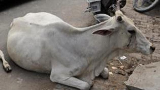 A group of locals stopped a pick-up truck for allegedly transporting two cows on Monday night and caught the driver and helper after a chase in Sohna, the police said on Tuesday.(AP)