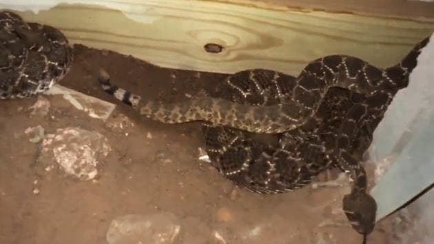 Nathan Hawkins from Big Country Snake Removal arrived at the scene to remove the snake. (Big Country Snake Removal/Facebook) Nathan Hawkins from Big Country Snake Removal arrived at the scene to remove the snake. (Big Country Snake Removal/Facebook)