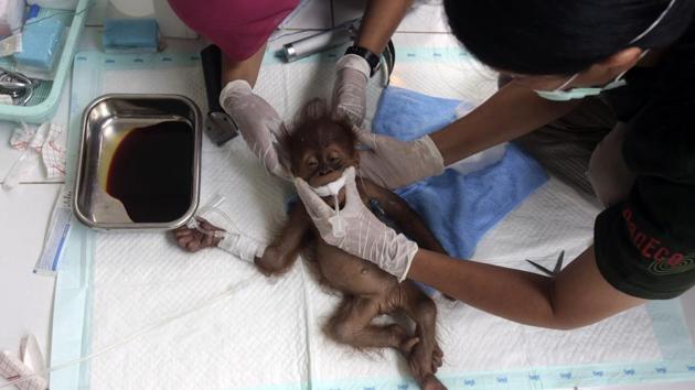 A veterinarian and a volunteer of Sumatra Orangutan Conservation Programme (SOCP) tend to a three-month old baby orangutan named ‘Brenda’ that was evacuated from a village with a broken arm, prior to a surgery at SOCP facility in Sibolangit, North Sumatra, Indonesia. (Binsar Bakkara / AP) A veterinarian and a volunteer of Sumatra Orangutan Conservation Programme (SOCP) tend to a three-month old baby orangutan named ‘Brenda’ that was evacuated from a village with a broken arm, prior to a surgery at SOCP facility in Sibolangit, North Sumatra, Indonesia. (Binsar Bakkara / AP)