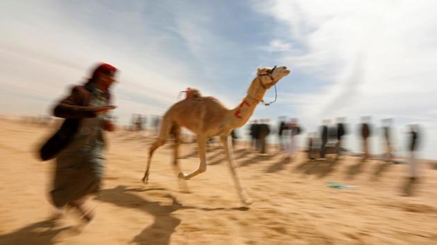 A Bedouin breeder runs beside a robot jockey riding a camel during the 18th International Camel Racing festival at the Sarabium desert in Ismailia, Egypt. (Amr Abdallah Dalsh / REUTERS) A Bedouin breeder runs beside a robot jockey riding a camel during the 18th International Camel Racing festival at the Sarabium desert in Ismailia, Egypt. (Amr Abdallah Dalsh / REUTERS)