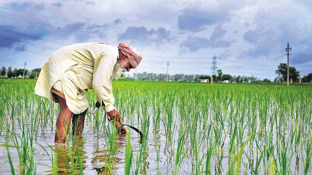 A farmer working in his paddy field at Bothgarh outskirts of Morinda town on Ludhiana road 30kms from Chandigarh.(HT File Photo)