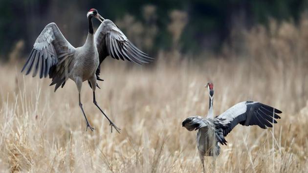 Cranes court at a mating ground in a marsh near the village of Kulyashy, Belarus. (Vasily Fedosenko / REUTERS) Cranes court at a mating ground in a marsh near the village of Kulyashy, Belarus. (Vasily Fedosenko / REUTERS)