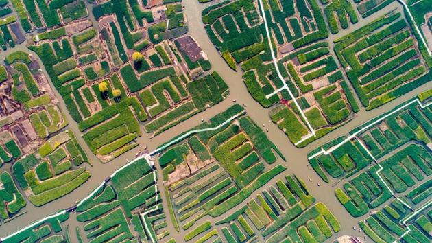 An aerial view of Qianduo rapeflower fields in Xinghua in China’s eastern Jiangsu province. (STR / AFP) An aerial view of Qianduo rapeflower fields in Xinghua in China’s eastern Jiangsu province. (STR / AFP)
