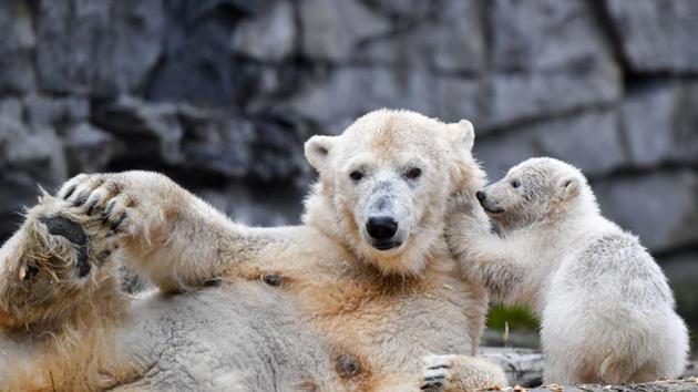 A nearly 3-month-old polar bear cub plays with her mother Tonja at their enclosure at the Tierpark zoo in Berlin, Germany. (Jens Kalaene / dpa / AFP) A nearly 3-month-old polar bear cub plays with her mother Tonja at their enclosure at the Tierpark zoo in Berlin, Germany. (Jens Kalaene / dpa / AFP)