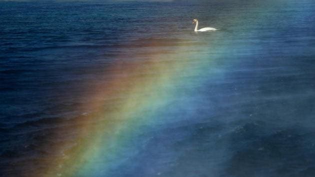 A swan is pictured through a rainbow created by the water falling from the Jet d’Eau water fountain in Geneva, Switzerland. (Denis Balibouse / REUTERS) A swan is pictured through a rainbow created by the water falling from the Jet d’Eau water fountain in Geneva, Switzerland. (Denis Balibouse / REUTERS)