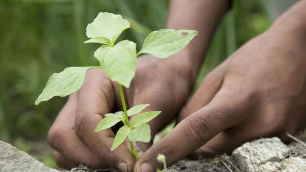 Litigants have offered to plant tree saplings in three cases being heard by Justice Waziri of Delhi High Court.(Getty Images/iStockphoto) Litigants have offered to plant tree saplings in three cases being heard by Justice Waziri of Delhi High Court.(Getty Images/iStockphoto)
