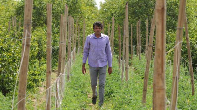 Farmer Satish Sehrawat, an award-winning farmer from Mankrola village inspects his farm.(Parveen Kumar/HT Photo)