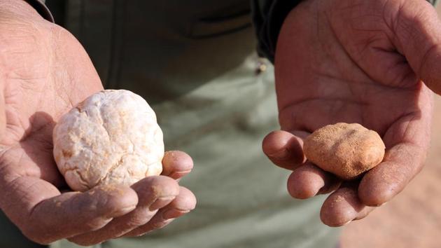 Milad Mohamad holds up a white truffle. Mohammed harvests the white truffle as a hobby and each year before springtime he treks through the desert, southwest of Tripoli, to look for them. “I don’t earn my living from this. It’s a passion,” said Mohammed, in his 60s, a retired civil servant from the western city of Zintan. (AFP) Milad Mohamad holds up a white truffle. Mohammed harvests the white truffle as a hobby and each year before springtime he treks through the desert, southwest of Tripoli, to look for them. “I don’t earn my living from this. It’s a passion,” said Mohammed, in his 60s, a retired civil servant from the western city of Zintan. (AFP)