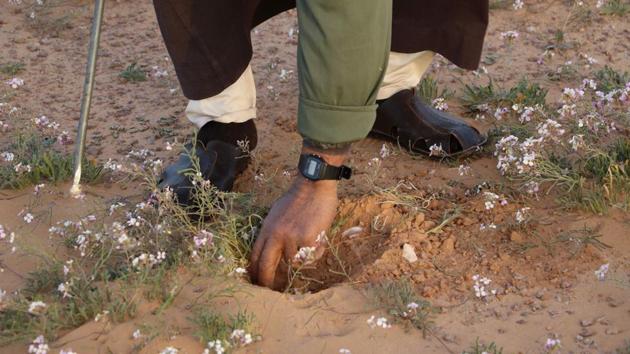 Searching for this white gold in the oil-rich North African country that descended into chaos after the fall of Muammar Gaddafi in 2011 is no easy task. Libya has been gripped by unrest since the revolt, various groups vying for control of its oil and cities, while the desert has become a hornet’s nest for jihadists and criminal gangs. (AFP) Searching for this white gold in the oil-rich North African country that descended into chaos after the fall of Muammar Gaddafi in 2011 is no easy task. Libya has been gripped by unrest since the revolt, various groups vying for control of its oil and cities, while the desert has become a hornet’s nest for jihadists and criminal gangs. (AFP)