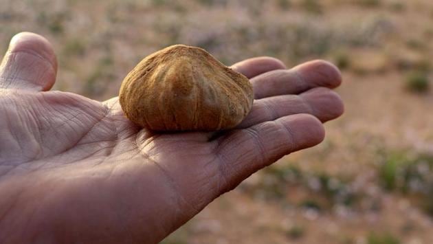Over the past few years the price per kilo of white truffles tripled to 130 dinars ($33), a merchant said, as harvesting the fungus became more difficult due to Libya’s unrest and unfavourable weather conditions. This year the harvest was good thanks to abundant rain but that meant that the cost per kilo dropped to 80 dinars. (AFP) Over the past few years the price per kilo of white truffles tripled to 130 dinars ($33), a merchant said, as harvesting the fungus became more difficult due to Libya’s unrest and unfavourable weather conditions. This year the harvest was good thanks to abundant rain but that meant that the cost per kilo dropped to 80 dinars. (AFP)