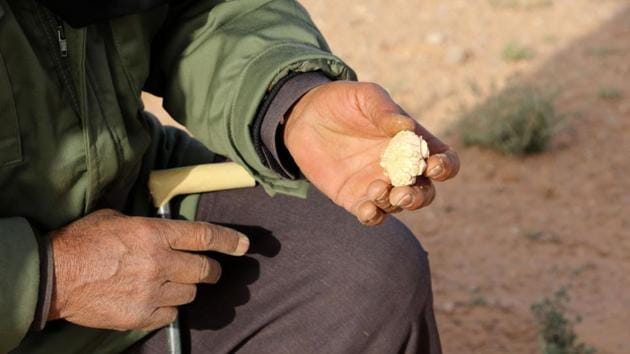“The merchant’s making a better profit than us, and all that time he keeps warm in his tent” while truffle pickers do all the hard work, Abdelwahed said. The buyer Khalifa al-Sahraoui, a merchant from Algeria who travels each year for truffle season between November and March, disagreed. “We buy the truffles and sell them to other merchants,” he said. (AFP) “The merchant’s making a better profit than us, and all that time he keeps warm in his tent” while truffle pickers do all the hard work, Abdelwahed said. The buyer Khalifa al-Sahraoui, a merchant from Algeria who travels each year for truffle season between November and March, disagreed. “We buy the truffles and sell them to other merchants,” he said. (AFP)