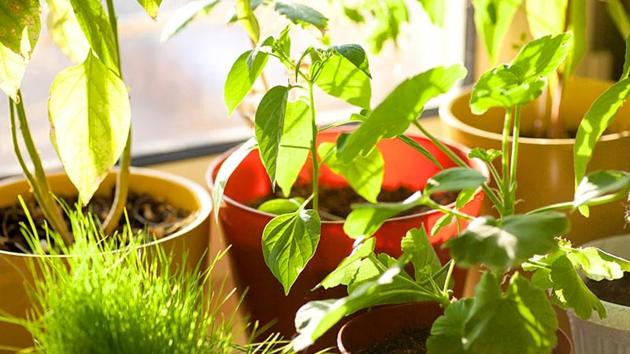 The Delhi government has decided to outsource the upkeep of around 135,000 saplings at its two major plantation sites—Garhi Mandu and Jaunapur (File Photo) The Delhi government has decided to outsource the upkeep of around 135,000 saplings at its two major plantation sites—Garhi Mandu and Jaunapur (File Photo)