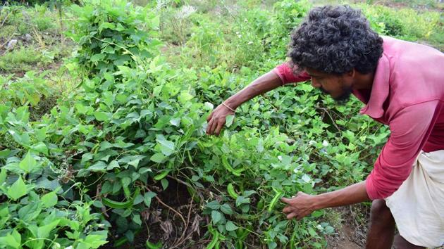 Adaikala Regan, a 26-year-old marine engineer volunteer at Vanagam, an eco-resource outfit near Karoor, displays the bounty from the live mulching techniques from the organisation. He points to the record of depletion of Chennai’s water bodies in the place names. Places that ended in aar were on the banks of a river, eri next to an irrigation tank, and bakkam, or pakkam, were next to ponds or tanks. (Gayatri Jayaraman / HT Photo) Adaikala Regan, a 26-year-old marine engineer volunteer at Vanagam, an eco-resource outfit near Karoor, displays the bounty from the live mulching techniques from the organisation. He points to the record of depletion of Chennai’s water bodies in the place names. Places that ended in aar were on the banks of a river, eri next to an irrigation tank, and bakkam, or pakkam, were next to ponds or tanks. (Gayatri Jayaraman / HT Photo)
