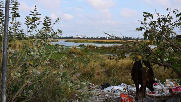 Traditional aeris have become dumping grounds for the city's trash. Research by the Centre for Climate Change team headed by professor emeritus A Ramachandran at the Anna University has mapped the reduction of agricultural land by 24% and wetlands by 33% in Chennai over the last decade. Highways, flyovers, airports and high-rises on reclaimed water bodies are largely to blame. (Gayatri Jayaraman / HT Photo) Traditional aeris have become dumping grounds for the city's trash. Research by the Centre for Climate Change team headed by professor emeritus A Ramachandran at the Anna University has mapped the reduction of agricultural land by 24% and wetlands by 33% in Chennai over the last decade. Highways, flyovers, airports and high-rises on reclaimed water bodies are largely to blame. (Gayatri Jayaraman / HT Photo)