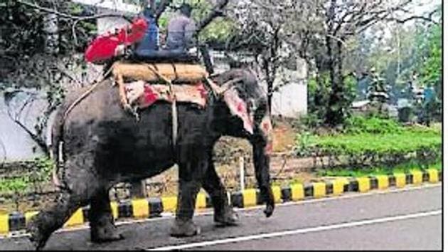Having run out of options, Delhi government’s forest department is searching for a shelter to house Lakshmi, one of the national capital’s three remaining elephants, who has been diagnosed with herpes — a zoonotic viral disease.(HT Photo)