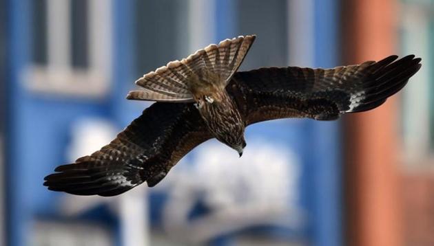 A black kite, an urban raptor, got trapped in manjha (glass-coated string used to fly kites) in Central Delhi’s Janpath area and had to be rescued on Tuesday afternoon. (Representative Image)(AFP) A black kite, an urban raptor, got trapped in manjha (glass-coated string used to fly kites) in Central Delhi’s Janpath area and had to be rescued on Tuesday afternoon. (Representative Image)(AFP)