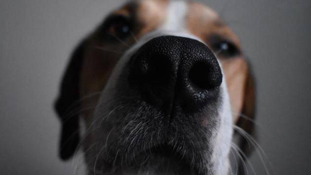 Doggy diagnosis can sniff out seizures(Unsplash)