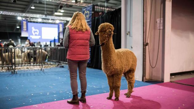 A woman watches the judging on a big screen as she stands with a huacaya alpaca at the British Alpaca Society National Show held at The International Centre in Telford, central England. (Oli Scarff / AFP) A woman watches the judging on a big screen as she stands with a huacaya alpaca at the British Alpaca Society National Show held at The International Centre in Telford, central England. (Oli Scarff / AFP)