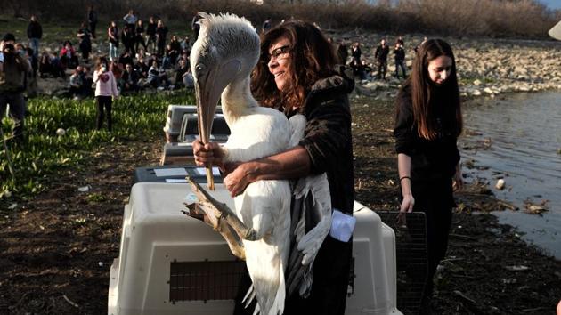 A woman from National Park Management Agency of lake Kerkini holds a Dalmatian pelican during the release of endangered bird species and their reintegration into the natural environment in Kerkini, Northern Greece. (Sakis Mitrolidis / AFP) A woman from National Park Management Agency of lake Kerkini holds a Dalmatian pelican during the release of endangered bird species and their reintegration into the natural environment in Kerkini, Northern Greece. (Sakis Mitrolidis / AFP)