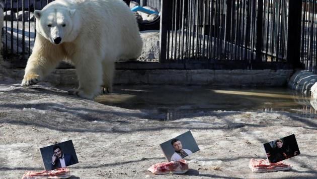 Aurora, a female polar bear, approaches photographs of candidates (R-L) Yulia Tymoshenko, Petro Poroshenko and Volodymyr Zelenskiy, which are attached to slabs of lard or pig fat, while attempting to predict the winner of the Ukrainian presidential election during an event at the Royev Ruchey Zoo in Krasnoyarsk, Russia. (Ilya Naymushin / REUTERS) Aurora, a female polar bear, approaches photographs of candidates (R-L) Yulia Tymoshenko, Petro Poroshenko and Volodymyr Zelenskiy, which are attached to slabs of lard or pig fat, while attempting to predict the winner of the Ukrainian presidential election during an event at the Royev Ruchey Zoo in Krasnoyarsk, Russia. (Ilya Naymushin / REUTERS)