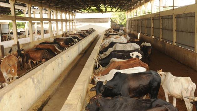 The action emanated from the BJP government’s desperate bid to avoid growing public anger over the stray cattle menace becoming an issue during the Lok Sabha election in the state.(Subhankar Chakraborty/HT Photo)