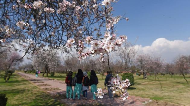 A view of almond trees blooming as a sign of the arrival of spring after a long spell of winter, at Badamwari, in downtown Srinagar, Jammu and Kashmir. (Waseem Andrabi / HT Photo) A view of almond trees blooming as a sign of the arrival of spring after a long spell of winter, at Badamwari, in downtown Srinagar, Jammu and Kashmir. (Waseem Andrabi / HT Photo)