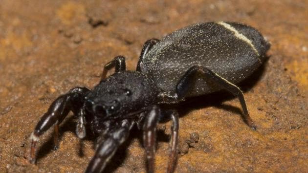 Jumping spiders comprise 13% of the global spider diversity. (Rajesh Sanap) Jumping spiders comprise 13% of the global spider diversity. (Rajesh Sanap)
