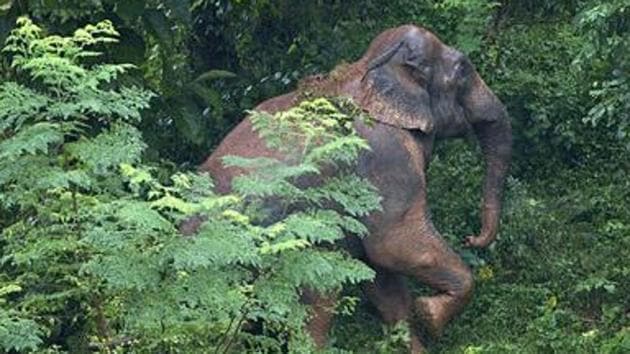 Herds of wild elephants come from the Dalma range of hills in Jharkhand every year. They snuff out human lives, damage property and destroy crops, triggering widespread fear and apprehension among the residents along the way. (Representative Image/AP File Photo) Herds of wild elephants come from the Dalma range of hills in Jharkhand every year. They snuff out human lives, damage property and destroy crops, triggering widespread fear and apprehension among the residents along the way. (Representative Image/AP File Photo)