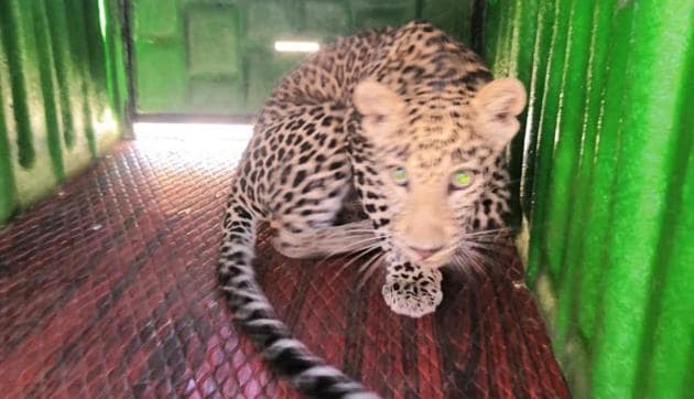 The leopard was identified as a two-year-old male and was safely tranquillised.(HT Photo) The leopard was identified as a two-year-old male and was safely tranquillised.(HT Photo)