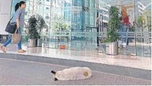 A dog snoozing outside one of the grand lobbies in Gurugram’s Cyber City.(HT Photo)