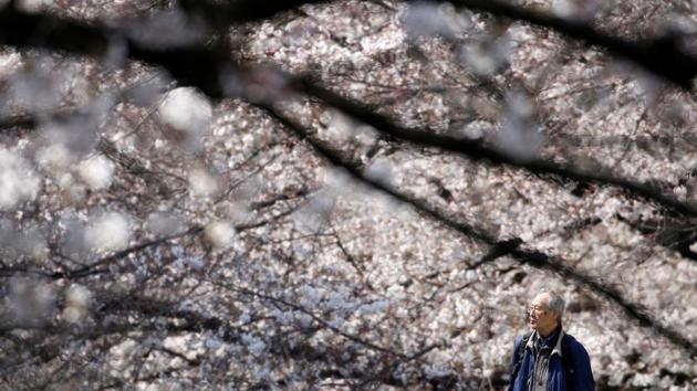 While there are over 200 cultvars of cherry blossoms in Japan, the most popular is the Somei Yoshino with its nearly pure white flowers tinged with the palest pink which bloom and fall within a week. (Issei Kato / REUTERS) While there are over 200 cultvars of cherry blossoms in Japan, the most popular is the Somei Yoshino with its nearly pure white flowers tinged with the palest pink which bloom and fall within a week. (Issei Kato / REUTERS)