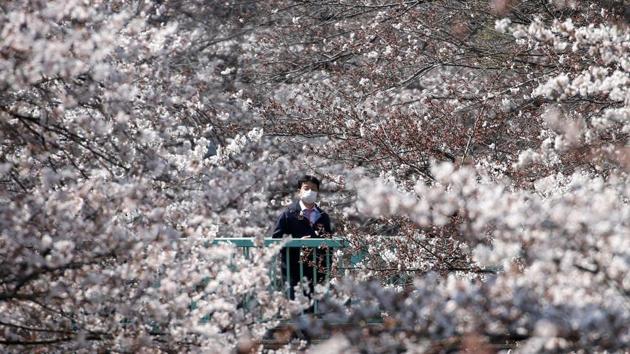 A man looks at cherry blossoms in almost full bloom in Tokyo. The mix of colours and varieties in combination with the surrounding greenery vary widely from region to region, with each region’s season having their own special and unique charm. (Issei Kato / REUTERS) A man looks at cherry blossoms in almost full bloom in Tokyo. The mix of colours and varieties in combination with the surrounding greenery vary widely from region to region, with each region’s season having their own special and unique charm. (Issei Kato / REUTERS)
