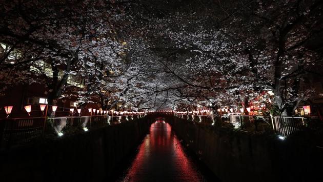 Illuminated Cherry blossom trees are seen at the Meguro River in Tokyo. With Sakura trees outside nearly every school and office building, the fiscal and school years also coincide with the bloom on the mainland. (Takashi Aoyama / Getty Images) Illuminated Cherry blossom trees are seen at the Meguro River in Tokyo. With Sakura trees outside nearly every school and office building, the fiscal and school years also coincide with the bloom on the mainland. (Takashi Aoyama / Getty Images)