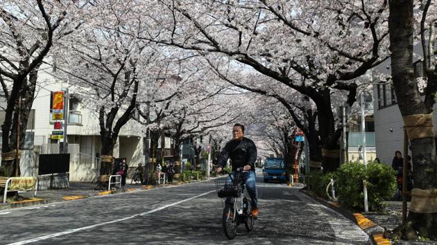 A man rides a bicycle under cherry blossom trees in Tokyo, Japan. The transience of the blossoms and their exquisite beauty has lent itself to rich symbolism in Japanese culture and art, often been associated with mortality and a graceful acceptance of destiny and karma. (Takashi Aoyama / Getty Images) A man rides a bicycle under cherry blossom trees in Tokyo, Japan. The transience of the blossoms and their exquisite beauty has lent itself to rich symbolism in Japanese culture and art, often been associated with mortality and a graceful acceptance of destiny and karma. (Takashi Aoyama / Getty Images)