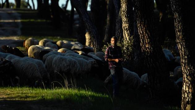 “Everyone approaches then, a lot of people understand the work that the sheep do in the park, to clean and reap the grass. Children approach them immediately and ask ‘can I touch them?’,” he said as he guarded over the sheep with the aid of a dog as they grazed on grass while cyclists raced by on a nearby trail. (Oscar Del Pozo / AFP) “Everyone approaches then, a lot of people understand the work that the sheep do in the park, to clean and reap the grass. Children approach them immediately and ask ‘can I touch them?’,” he said as he guarded over the sheep with the aid of a dog as they grazed on grass while cyclists raced by on a nearby trail. (Oscar Del Pozo / AFP)