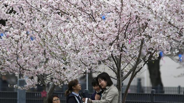 Women take a selfie under cheery blossoms along a river in Yokohama. The bloom of the cherry blossom or Sakura is a month long celebration of the beginning of spring, new life, and nature. (Shuji Kajiyama / AP) Women take a selfie under cheery blossoms along a river in Yokohama. The bloom of the cherry blossom or Sakura is a month long celebration of the beginning of spring, new life, and nature. (Shuji Kajiyama / AP)