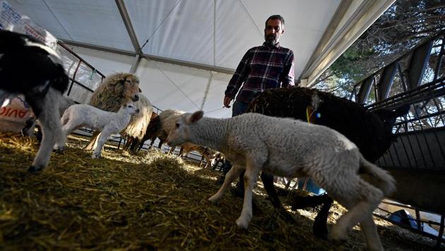 The park’s attractions include an artificial lake, a zoo, an amusement park with over 50 rides, a cable car line and a public swimming pool. When the sun sets the sheep sleep inside a large white tent set up on top of a hill which offers sweeping views of Madrid’s Royal Palace. (Oscar Del Pozo / AFP) The park’s attractions include an artificial lake, a zoo, an amusement park with over 50 rides, a cable car line and a public swimming pool. When the sun sets the sheep sleep inside a large white tent set up on top of a hill which offers sweeping views of Madrid’s Royal Palace. (Oscar Del Pozo / AFP)