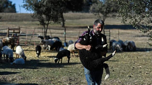 As temperatures rise in mid-June, the sheep will return to their home at a ranch run by the Los Apisquillos farm cooperative in the Puebla de la Sierra, a mountain village located about 110 kilometres north of Madrid. (Oscar Del Pozo / AFP) As temperatures rise in mid-June, the sheep will return to their home at a ranch run by the Los Apisquillos farm cooperative in the Puebla de la Sierra, a mountain village located about 110 kilometres north of Madrid. (Oscar Del Pozo / AFP)