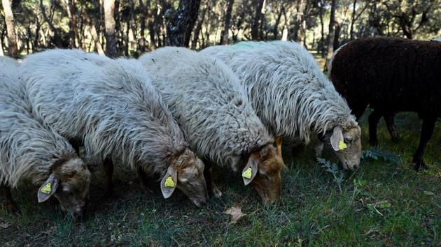 Sheep graze at the Casa de Campo park in Madrid. People can “sponsor” one of the sheep by paying 30-90 euros ($34-$100) a year to help support the project as Madrid’s left-wing mayor Manuela Carmena, a 75-year-old former judge, has already done. (Oscar Del Pozo / AFP) Sheep graze at the Casa de Campo park in Madrid. People can “sponsor” one of the sheep by paying 30-90 euros ($34-$100) a year to help support the project as Madrid’s left-wing mayor Manuela Carmena, a 75-year-old former judge, has already done. (Oscar Del Pozo / AFP)