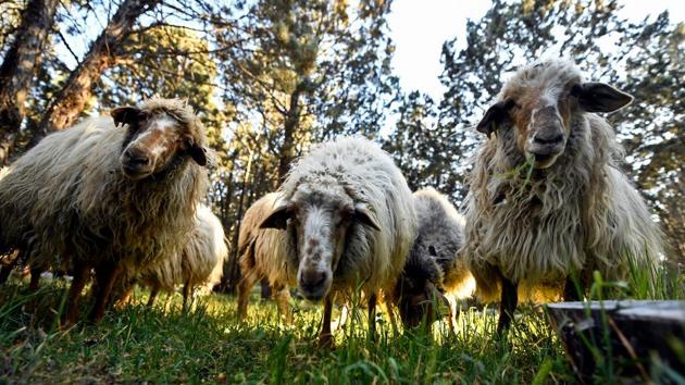 Sheep graze at the Casa de Campo park in Madrid. The flock will move back to the park in mid-October to spend winter in the city where it is warmer and there is more vegetation. (Oscar Del Pozo / AFP) Sheep graze at the Casa de Campo park in Madrid. The flock will move back to the park in mid-October to spend winter in the city where it is warmer and there is more vegetation. (Oscar Del Pozo / AFP)