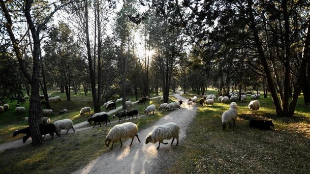 Sheep graze at the Casa de Campo park. “Instead of clearing scrub with machines, you use sheep which don’t consume fuel and don’t erode or contaminate the soil.” Manure from the sheep also helps to fertilise the soil and spread seeds across the park, Gabino added. (Oscar Del Pozo / AFP) Sheep graze at the Casa de Campo park. “Instead of clearing scrub with machines, you use sheep which don’t consume fuel and don’t erode or contaminate the soil.” Manure from the sheep also helps to fertilise the soil and spread seeds across the park, Gabino added. (Oscar Del Pozo / AFP)