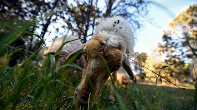 A sheep grazes at the Casa de Campo park in Spain. It’s a rustic scene: sheep graze placidly on grass as a shepherd keeps watch. But this is Madrid’s largest public park, not the tranquil countryside. “It’s a very efficient method to prevent wildfires in a much more natural way,” said Beatriz Garcia San Gabino, 46, who is in charge of managing Madrid’s green spaces. (Oscar Del Pozo / AFP) A sheep grazes at the Casa de Campo park in Spain. It’s a rustic scene: sheep graze placidly on grass as a shepherd keeps watch. But this is Madrid’s largest public park, not the tranquil countryside. “It’s a very efficient method to prevent wildfires in a much more natural way,” said Beatriz Garcia San Gabino, 46, who is in charge of managing Madrid’s green spaces. (Oscar Del Pozo / AFP)