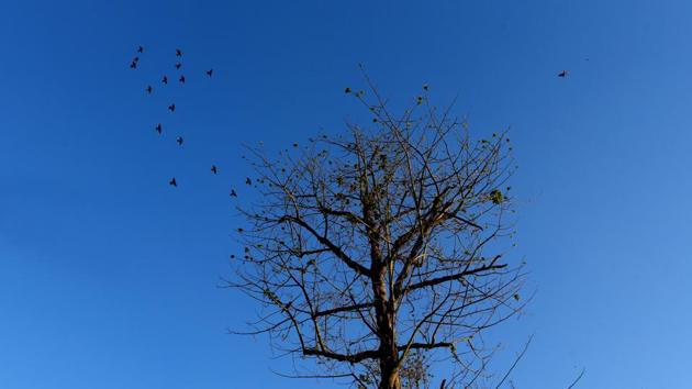 The withering leaves, trees turning ochre, and flowers blooming across the city are heralding the arrival of spring before Delhi’s harsh summer well and truly takes over. On Sunday, the mercury touched 35 degree Celsius, and will touch 40 sooner than later. (Amal KS / HT Photo) The withering leaves, trees turning ochre, and flowers blooming across the city are heralding the arrival of spring before Delhi’s harsh summer well and truly takes over. On Sunday, the mercury touched 35 degree Celsius, and will touch 40 sooner than later. (Amal KS / HT Photo)