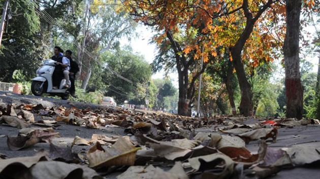 A section of experts said that as the winter chill extended well into March, the process of shedding of leaves and flowering has been delayed this year.(HT file photo) A section of experts said that as the winter chill extended well into March, the process of shedding of leaves and flowering has been delayed this year.(HT file photo)